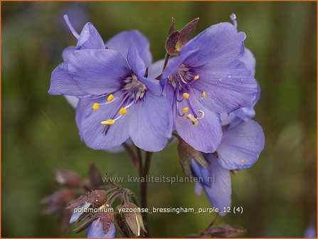 Polemonium yezoense &#039;Bressingham Purple&#039; | Jacobsladder | Purpur-Jakobsleiter