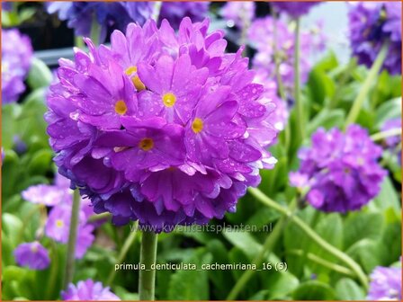 Primula denticulata &#039;Cachemiriana&#039; | Bolprimula, Kogelprimula, Sleutelbloem | Kugelprimel