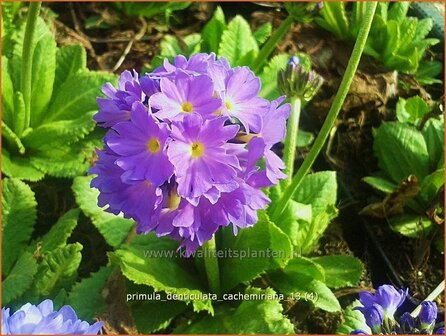 Primula denticulata &#039;Cachemiriana&#039; | Bolprimula, Kogelprimula, Sleutelbloem | Kugelprimel