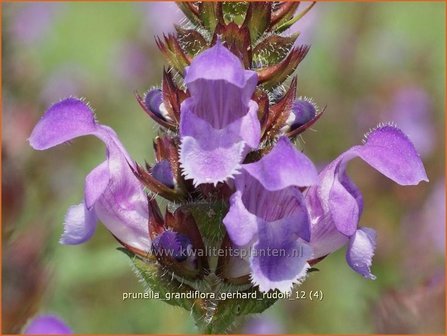 Prunella grandiflora &#039;Gerhard Rudolf&#039; | Brunel, Bijenkorfje | Gro&szlig;bl&uuml;tige Braunelle