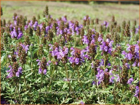 Prunella grandiflora &#039;Gerhard Rudolf&#039; | Brunel, Bijenkorfje | Gro&szlig;bl&uuml;tige Braunelle