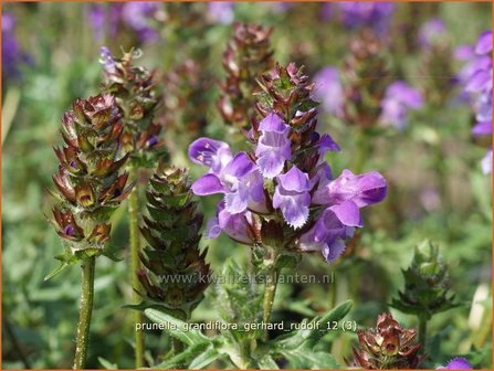 Prunella grandiflora &#039;Gerhard Rudolf&#039; | Brunel, Bijenkorfje | Gro&szlig;bl&uuml;tige Braunelle