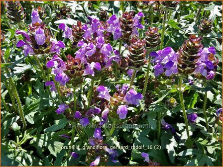 Prunella grandiflora &#039;Gerhard Rudolf&#039; | Brunel, Bijenkorfje | Gro&szlig;bl&uuml;tige Braunelle