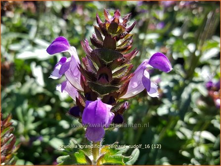 Prunella grandiflora &#039;Gerhard Rudolf&#039; | Brunel, Bijenkorfje | Gro&szlig;bl&uuml;tige Braunelle