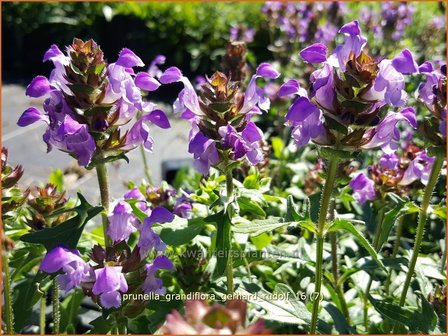 Prunella grandiflora &#039;Gerhard Rudolf&#039; | Brunel, Bijenkorfje | Gro&szlig;bl&uuml;tige Braunelle