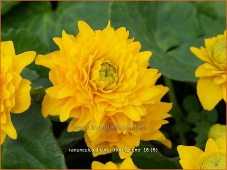 Ranunculus ficaria &#039;Flore Pleno&#039; | Speenkruid | Gew&ouml;hnliches Scharbockskraut