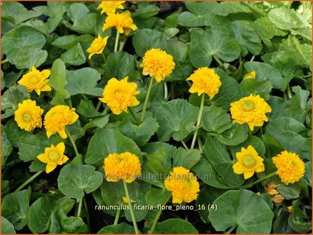 Ranunculus ficaria &#039;Flore Pleno&#039; | Speenkruid | Gew&ouml;hnliches Scharbockskraut