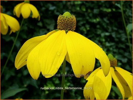 Rudbeckia nitida &#039;Herbstsonne&#039; | Zonnehoed | Fallschirm-Sonnenhut