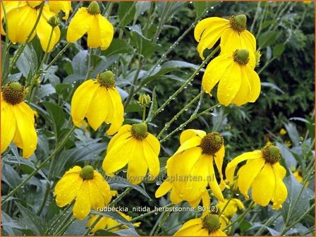 Rudbeckia nitida &#039;Herbstsonne&#039; | Zonnehoed | Fallschirm-Sonnenhut