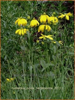 Rudbeckia nitida &#039;Herbstsonne&#039; | Zonnehoed | Fallschirm-Sonnenhut