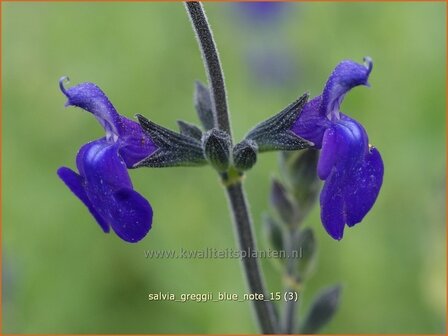 Salvia greggii &#039;Blue Note&#039; | Salie, Salvia | Herbst-Strauch-Salbei