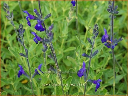 Salvia greggii &#039;Blue Note&#039; | Salie, Salvia