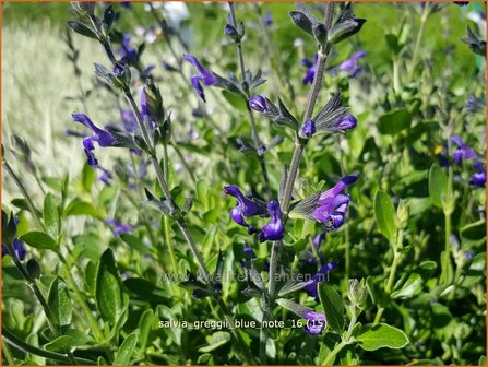 Salvia greggii &#039;Blue Note&#039; | Salie, Salvia