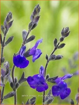 Salvia greggii &#039;Blue Note&#039; | Salie, Salvia