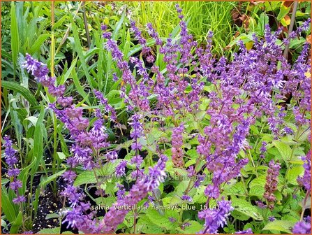 Salvia verticillata &#039;Hannay&#039;s Blue&#039; | Kranssalie, Salie, Salvia | Quirlbl&uuml;tiger Salbei