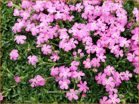 Saponaria &#039;Bressingham&#039; | Zeepkruid | Seifenkraut