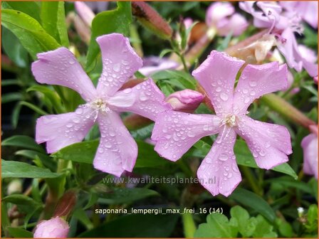 Saponaria lempergii &#039;Max Frei&#039; | Zeepkruid | Sommer-Seifenkraut