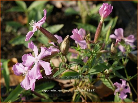 Saponaria lempergii &#039;Max Frei&#039; | Zeepkruid | Sommer-Seifenkraut