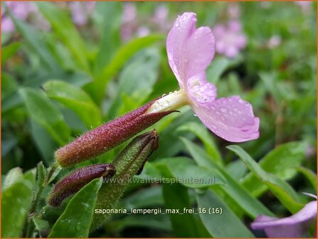 Saponaria lempergii &#039;Max Frei&#039; | Zeepkruid | Sommer-Seifenkraut