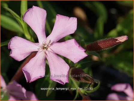 Saponaria lempergii &#039;Max Frei&#039; | Zeepkruid | Sommer-Seifenkraut