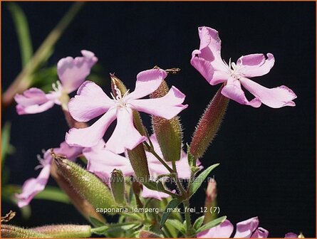 Saponaria lempergii &#039;Max Frei&#039; | Zeepkruid | Sommer-Seifenkraut