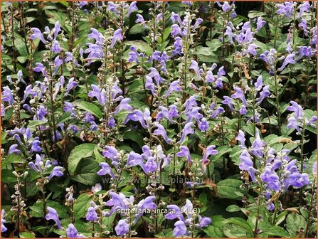 Scutellaria incana | Glidkruid | Herbst-Helmkraut