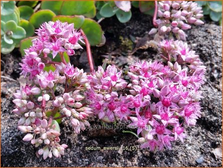 Sedum ewersii | Vetkruid | Himalaya-Fettblatt