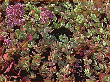 Sedum ewersii | Vetkruid | Himalaya-Fettblatt