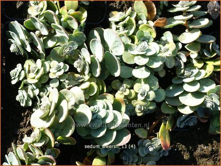 Sedum ewersii | Vetkruid | Himalaya-Fettblatt