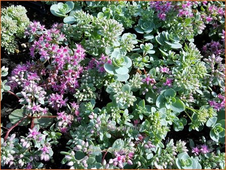 Sedum ewersii | Vetkruid | Himalaya-Fettblatt