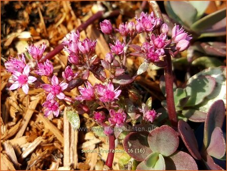 Sedum &#039;Firecracker&#039; | Vetkruid | Fettblatt