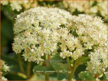 Sedum &#039;Gooseberry Fool&#039; | Hemelsleutel, Vetkruid | Fettblatt