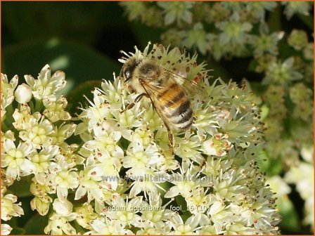 Sedum &#039;Gooseberry Fool&#039; | Hemelsleutel, Vetkruid | Fettblatt