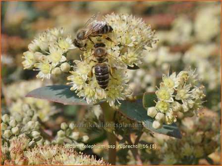 Sedum telephium ssp. ruprechtii | Hemelsleutel, Vetkruid | Grosse Fetthenne