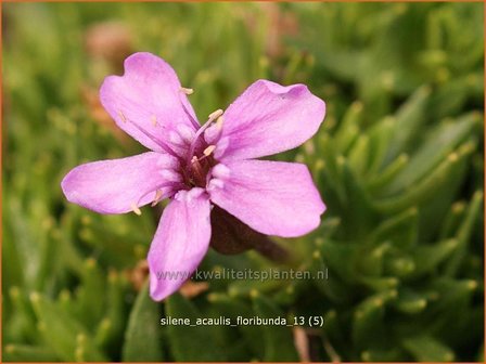 Silene acaulis &#039;Floribunda&#039; | Stengelloze silene, Lijmkruid | Kalk-Polsternelke