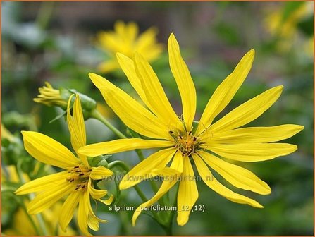 Silphium perfoliatum | Zonnekroon | Verwachsenbl&auml;ttrige Becherpflanze