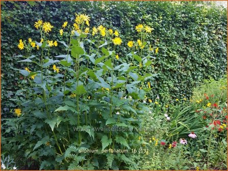 Silphium perfoliatum | Zonnekroon | Verwachsenbl&auml;ttrige Becherpflanze