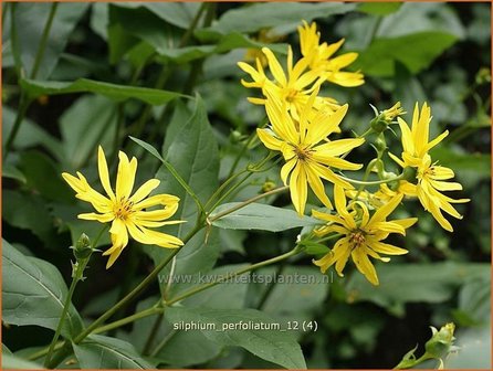 Silphium perfoliatum | Zonnekroon | Verwachsenbl&auml;ttrige Becherpflanze