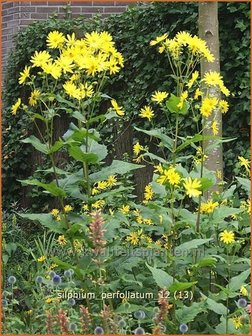 Silphium perfoliatum | Zonnekroon | Verwachsenbl&auml;ttrige Becherpflanze