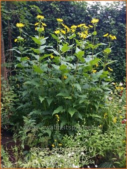 Silphium perfoliatum | Zonnekroon | Verwachsenbl&auml;ttrige Becherpflanze