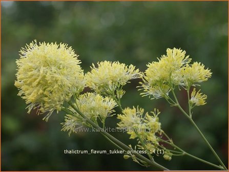 Thalictrum flavum &#039;Tukker Princess&#039; | Gele ruit, Poelruit, Ruit | Gelbe Wiesenraute