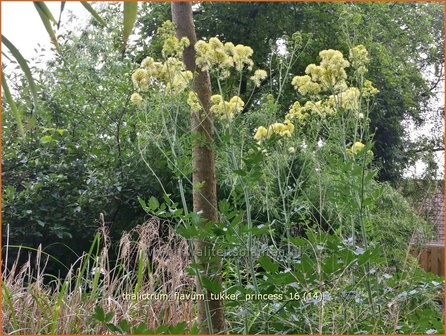 Thalictrum flavum &#039;Tukker Princess&#039; | Gele ruit, Poelruit, Ruit | Gelbe Wiesenraute