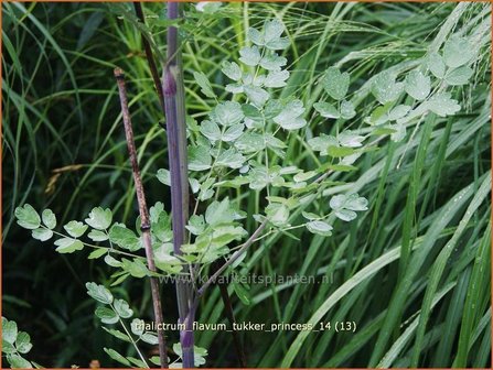 Thalictrum flavum &#039;Tukker Princess&#039; | Gele ruit, Poelruit, Ruit | Gelbe Wiesenraute