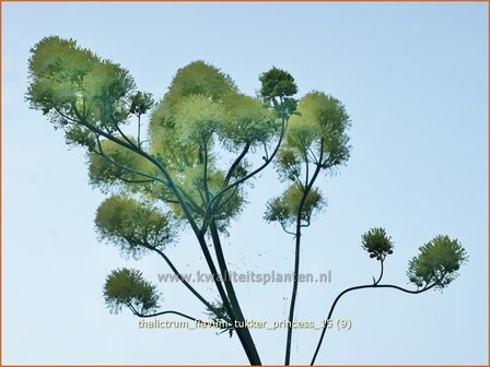 Thalictrum flavum &#039;Tukker Princess&#039; | Gele ruit, Poelruit, Ruit | Gelbe Wiesenraute