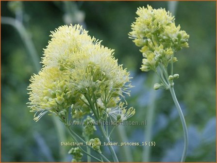 Thalictrum flavum &#039;Tukker Princess&#039; | Gele ruit, Poelruit, Ruit | Gelbe Wiesenraute