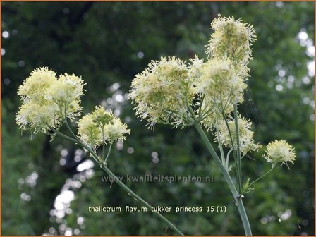 Thalictrum flavum &#039;Tukker Princess&#039; | Gele ruit, Poelruit, Ruit | Gelbe Wiesenraute