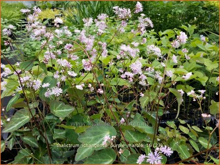 Thalictrum ichangense &#039;Purple Marble&#039; | Ruit | Elfenblumen&auml;hnliche-Wiesenraute