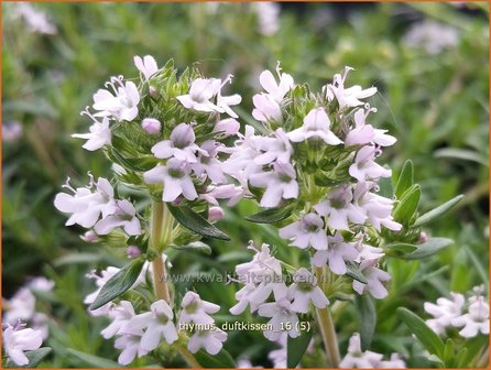 Thymus &#039;Duftkissen&#039; | Tijm | Thymian