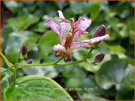 Tricyrtis formosana &#039;Gilt Edge&#039; | Armeluisorchidee, Paddenlelie | Formosa-Kr&ouml;tenlilie