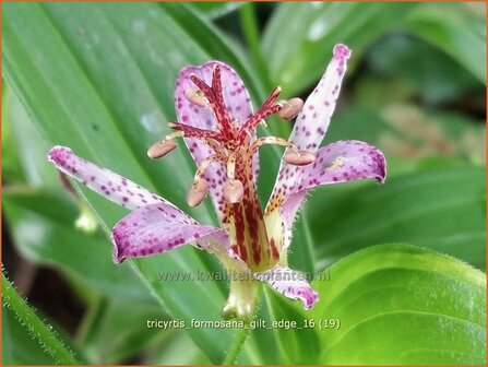 Tricyrtis formosana &#039;Gilt Edge&#039; | Armeluisorchidee, Paddenlelie | Formosa-Kr&ouml;tenlilie